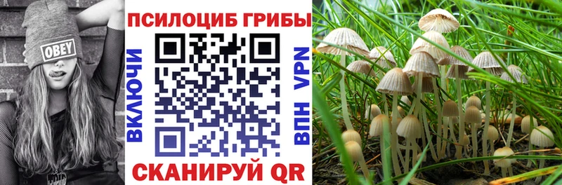 закладки  Сураж  Галлюциногенные грибы мухоморы 